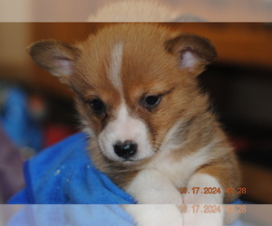 Pembroke Welsh Corgi Puppy for Sale in FALLS CITY, Oregon USA