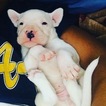 Small Photo #25 Dogo Argentino Puppy For Sale in LUTZ, FL, USA