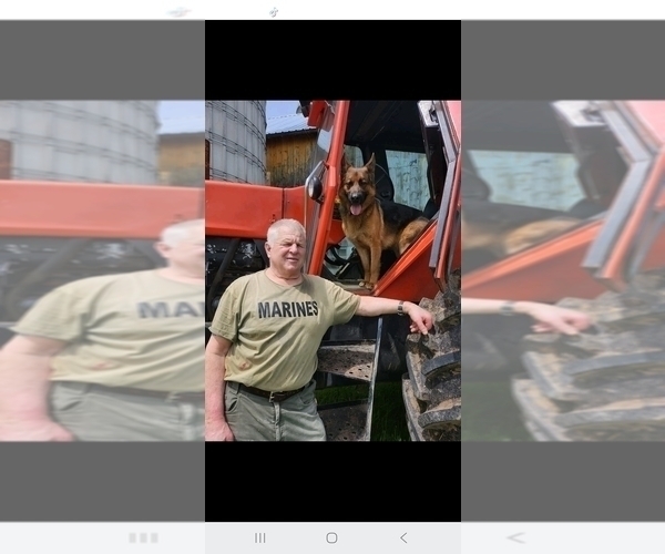 Medium Photo #51 German Shepherd Dog Puppy For Sale in LA FAYETTE, NY, USA