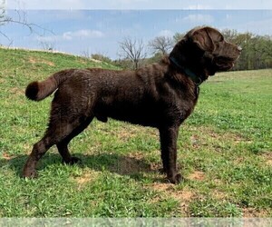 Father of the Labrador Retriever puppies born on 03/02/2025