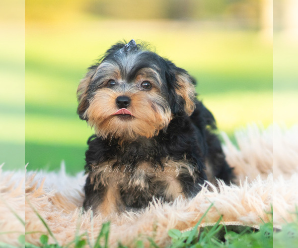 Medium Photo #5 Morkie Puppy For Sale in WARSAW, IN, USA