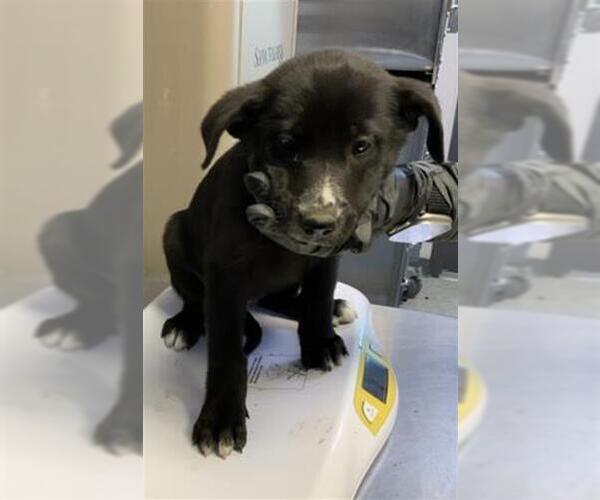 Medium Photo #1 Labrador Retriever-Unknown Mix Puppy For Sale in Visalia, CA, USA