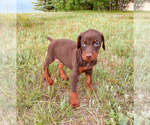 Small Photo #13 Doberman Pinscher Puppy For Sale in CHEYENNE, WY, USA