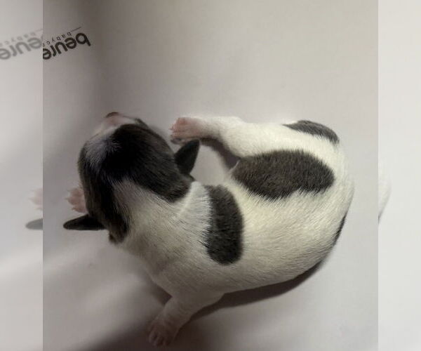 Medium Photo #4 Fox Terrier (Toy) Puppy For Sale in Bolivar, MO, USA