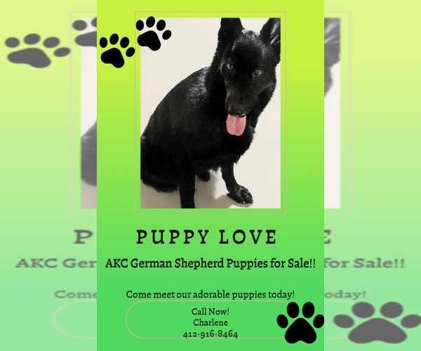 Medium Photo #2 German Shepherd Dog Puppy For Sale in PITTSBURGH, PA, USA