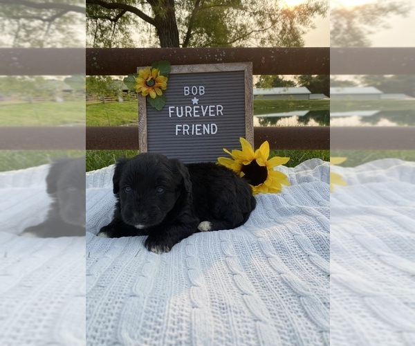 Medium Photo #4 Aussiedoodle Miniature  Puppy For Sale in BLOOMFIELD, IN, USA