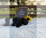 Small #3 Aussiedoodle Miniature 