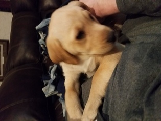 Labrador Retriever Puppy for sale in CANTON, MO, USA