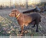 Small Photo #1 Labrador Retriever Puppy For Sale in OZARK, MO, USA