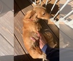 Small Photo #1 Dachshund Puppy For Sale in BUCHANAN, GA, USA