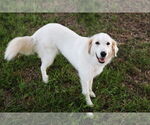Small #6 Great Pyrenees