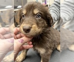 Small Photo #11 Aussiedoodle Puppy For Sale in INDIANAPOLIS, IN, USA