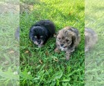 Image preview for Ad Listing. Nickname: Litter of 4