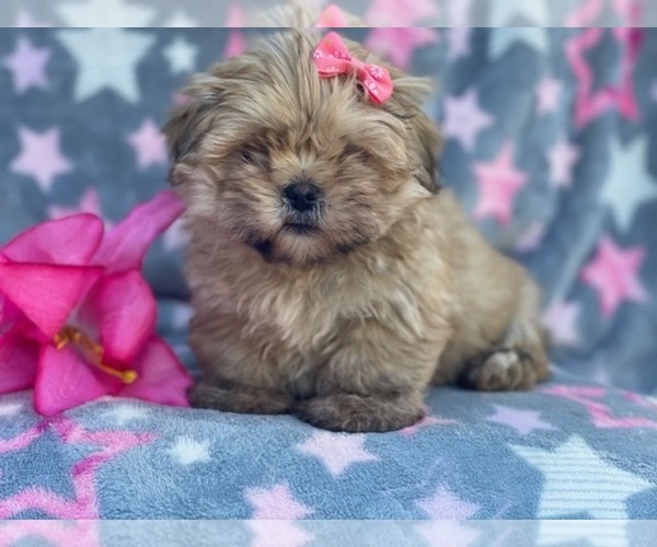 Medium Photo #9 Shorkie Tzu Puppy For Sale in LAKELAND, FL, USA