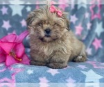 Small Photo #9 Shorkie Tzu Puppy For Sale in LAKELAND, FL, USA