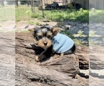 Small #5 Yorkshire Terrier