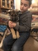 Small Photo #4 German Shepherd Dog Puppy For Sale in FALCON, CO, USA