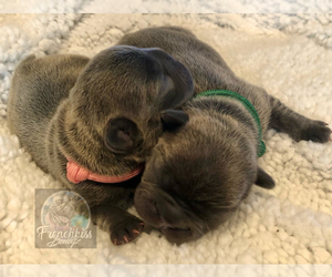 French Bulldog Puppy for sale in BUCKS BAR, CA, USA