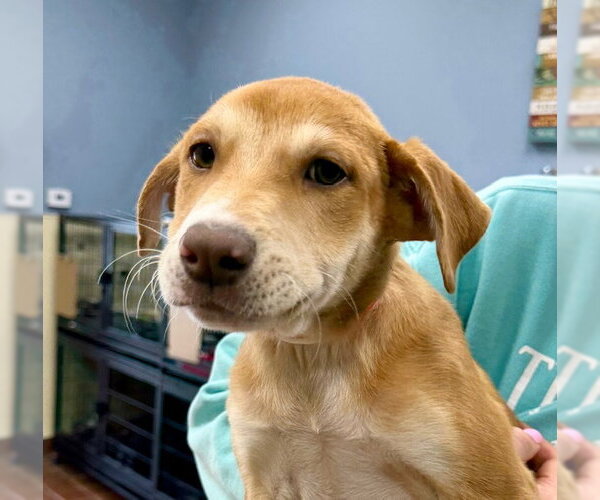 Medium Photo #1 Labrador Retriever-Unknown Mix Puppy For Sale in Jefferson, NJ, USA