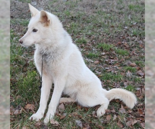 Medium Photo #8 Wolf Hybrid Puppy For Sale in POWELL, TN, USA