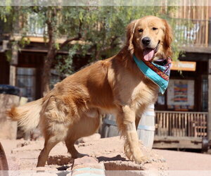 Golden Retriever Dogs for adoption in Glendale , AZ, USA