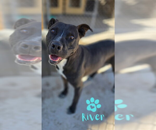 Medium Photo #4 Mutt Puppy For Sale in Monte Vista, CO, USA