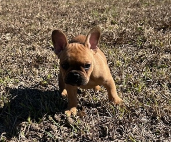 Medium Photo #12 French Bulldog Puppy For Sale in MAYO, FL, USA