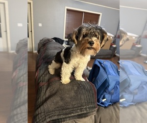 Mother of the Yorkshire Terrier puppies born on 02/04/2025
