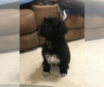 Small Photo #2 Portuguese Water Dog Puppy For Sale in BALDWIN, KS, USA