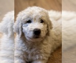 Small Photo #6 Great Pyrenees-Komondor Mix Puppy For Sale in LOUISVILLE, KY, USA