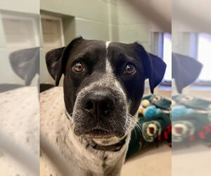 Mutt Dogs for adoption in Webster, WI, USA