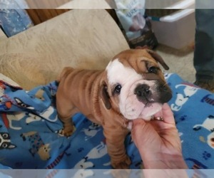 English Bulldogge Puppy for sale in KENDALL, WI, USA