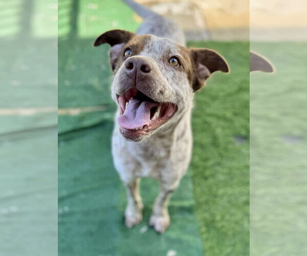 Medium Photo #2 Mutt Puppy For Sale in Polson, MT, USA