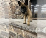 Puppy 3 Malinois