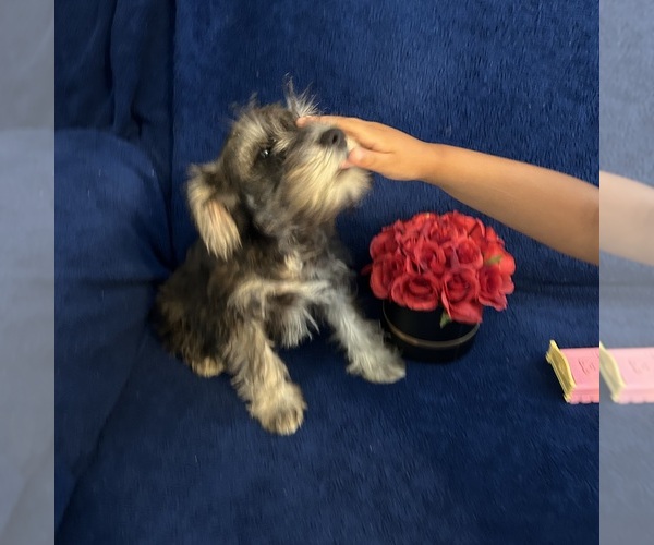 Medium Photo #40 Schnauzer (Miniature) Puppy For Sale in BRIDGETON, NJ, USA