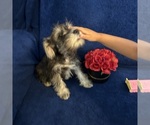 Small #39 Schnauzer (Miniature)