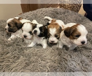 Zuchon Puppy for sale in ALBANY, MN, USA