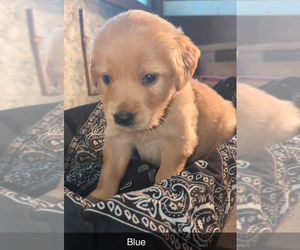 Golden Retriever Puppy for sale in MILACA, MN, USA