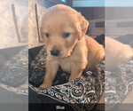 Image preview for Ad Listing. Nickname: Litter of 5