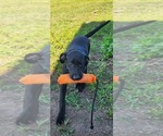 Small Photo #13 Labrador Retriever Puppy For Sale in MERIDEN, KS, USA