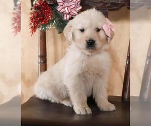 Golden Retriever Puppy for sale in DULUTH, MN, USA