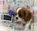 Small #1 Cavalier King Charles Spaniel