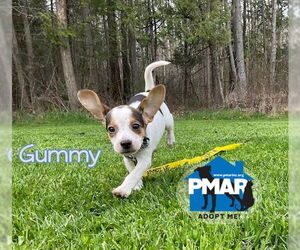 Rat Terrier Dogs for adoption in Binghamton, NY, USA