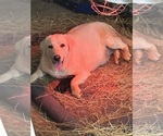 Small Photo #1 Labrador Retriever Puppy For Sale in RUTHERFORDTON, NC, USA