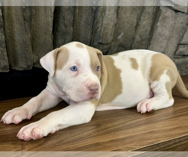 Medium Photo #4 American Bully Puppy For Sale in BEULAVILLE, NC, USA