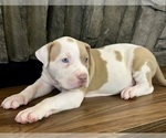 Small #3 American Bully