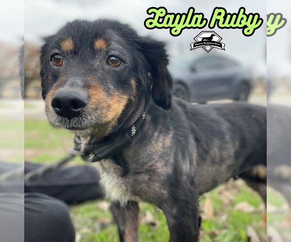 Medium Photo #35 Dachshund-Unknown Mix Puppy For Sale in San Antonio, TX, USA
