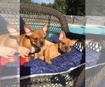 Small Photo #1 French Bulldog Puppy For Sale in MIDDLEBURG, FL, USA