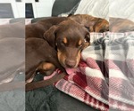 Small #4 Rottweiler Mix