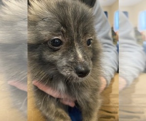 Pomeranian Puppy for Sale in COOPER CITY, Florida USA